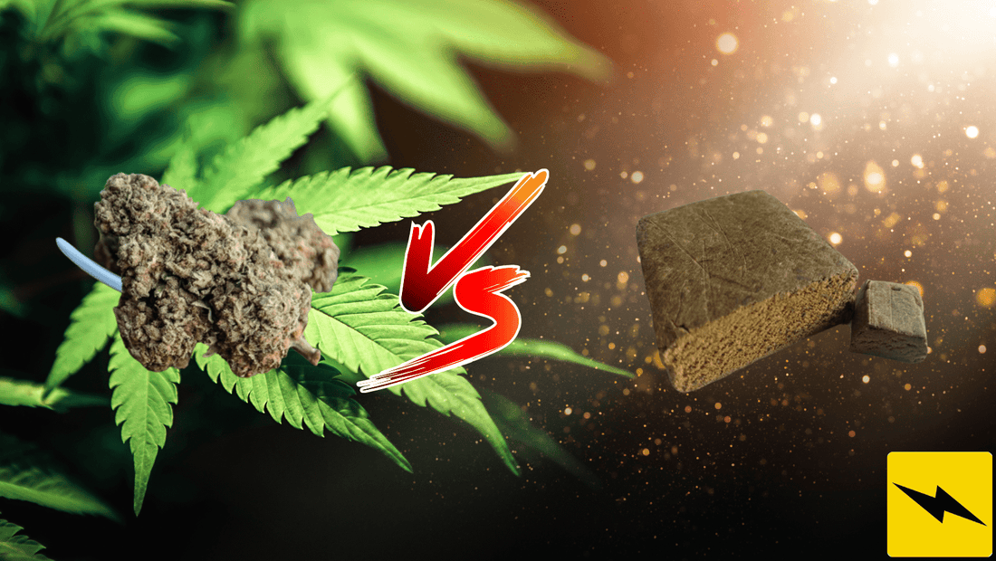 CBD: fiore o resina?
