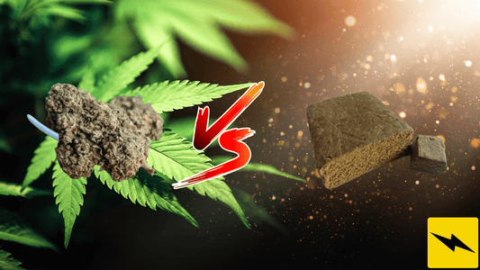 CBD: fiore o resina?