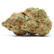 OFFERTA - Amnesia - CAMPIONE
